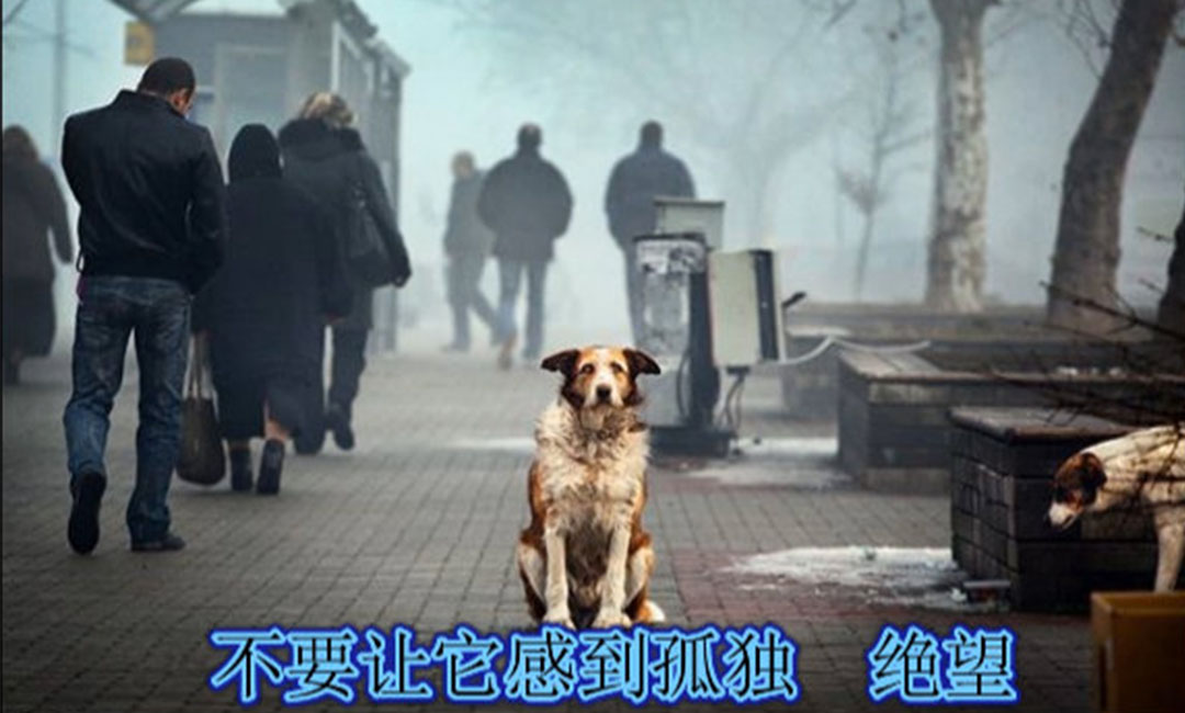 铜仁爱影圈微博微信转发案例