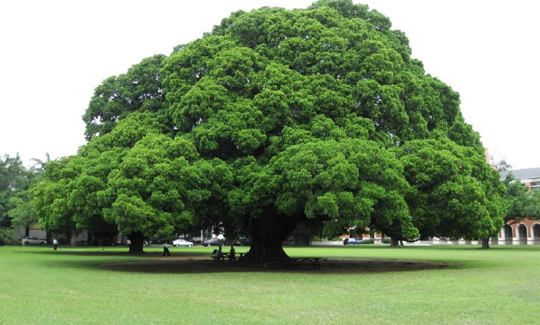 铜仁金榕树服务号代运营案例
